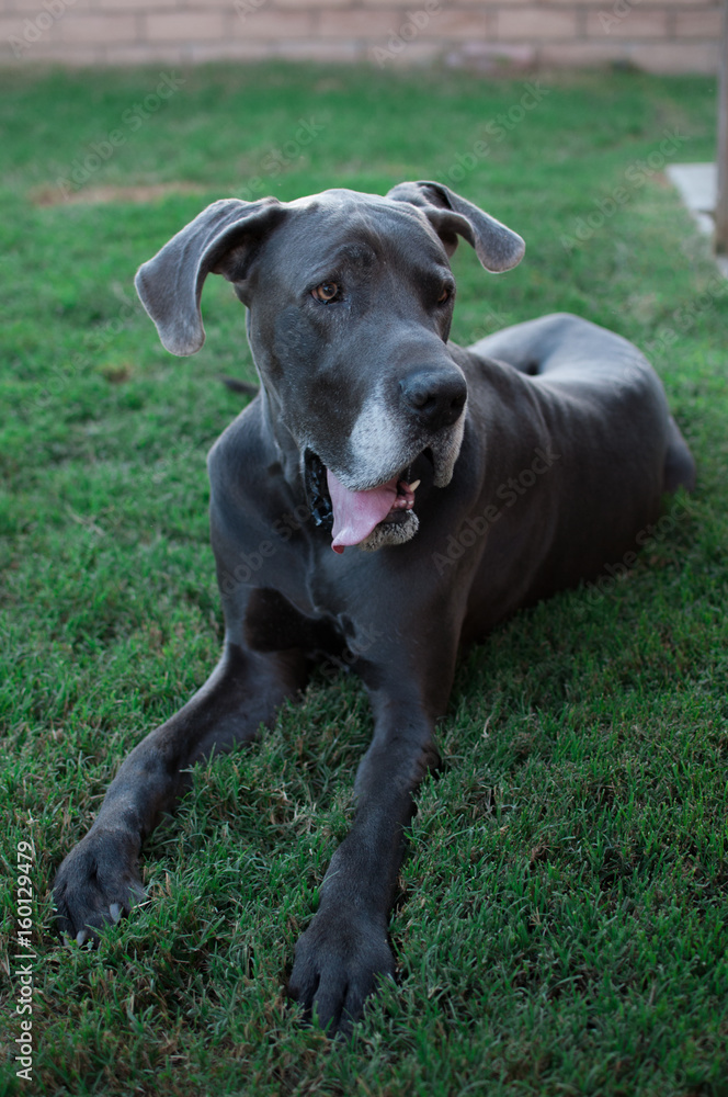 Beckham Boy great dane black big dog seating down