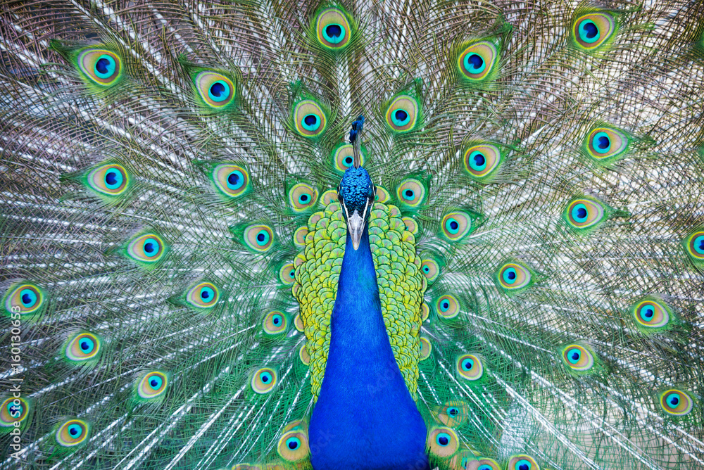 Fototapeta premium The Royal Peacock Close-Up.Portrait of Indian peacock( Pavo cristatus ) with feathers out.A male Green peacock showing his spreaded tail (Pavo muticus). Beautiful color peacock with fully opened tail
