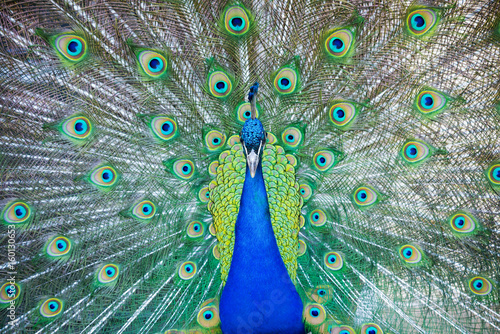 The Royal Peacock Close-Up.Portrait of Indian peacock( Pavo cristatus ) with feathers out.A male Green peacock showing his spreaded tail (Pavo muticus). Beautiful color peacock with fully opened tail