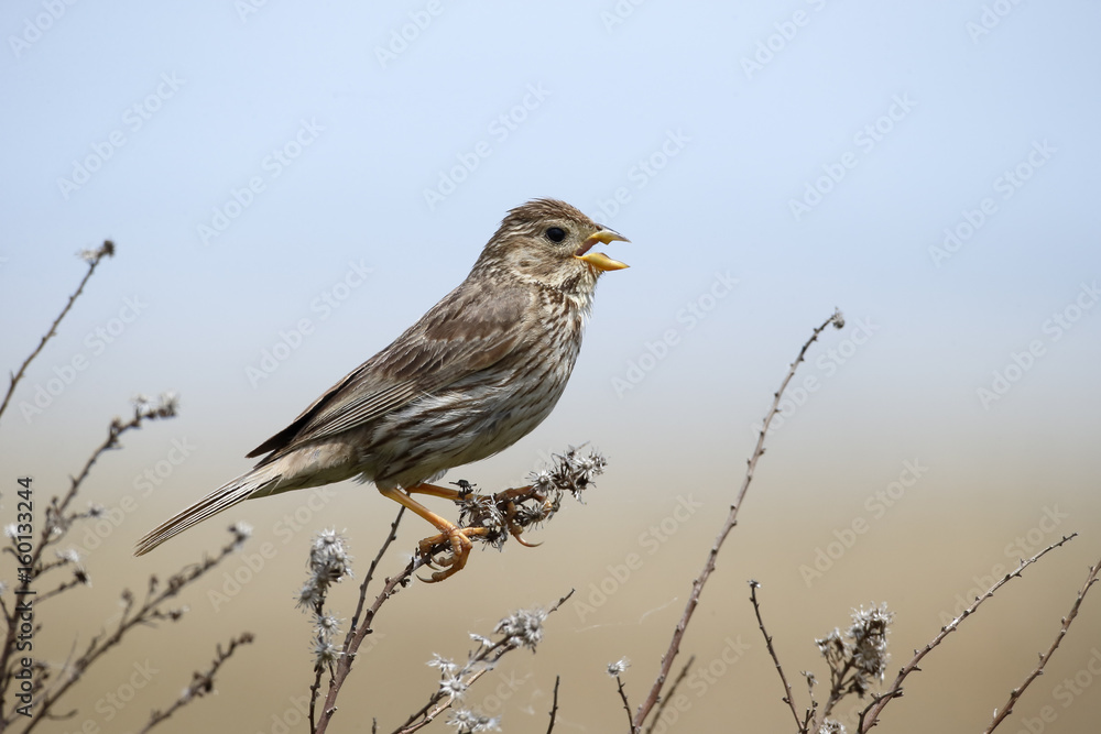 Obraz premium Corn bunting, Emberiza calandra