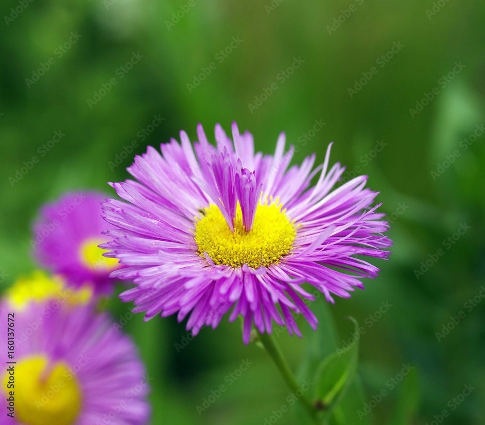 Fleurs plantes et jardins Fleurs plantes et jardins