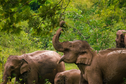 Photography Herd of elephants in Kui Buri National Park, Thailand.