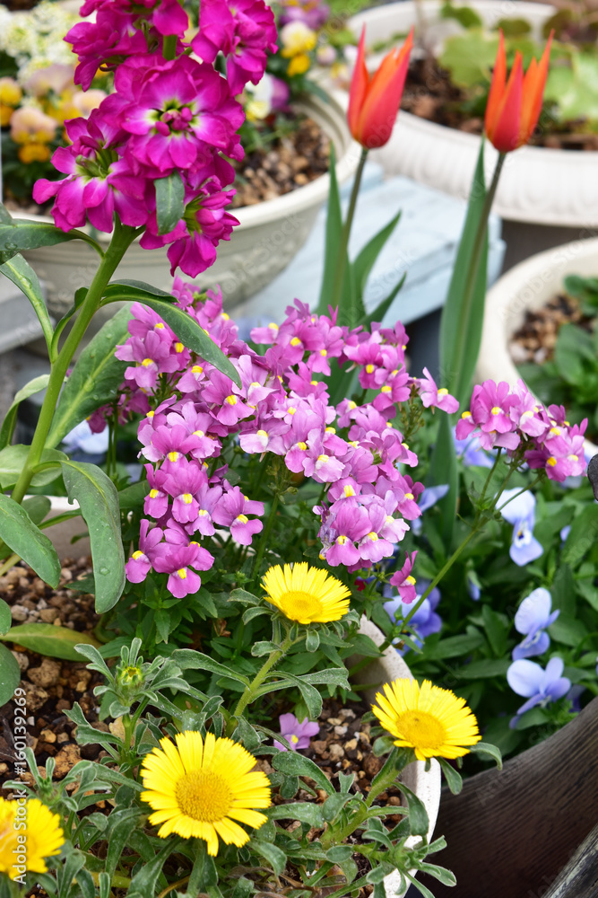 Obraz premium 春のカラフルな寄せ植え