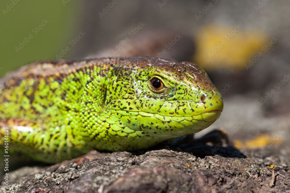 Nimble green lizard ( Lacerta viridis, Lacerta agilis ) closeup, basking on a tree under the sun.Male lizard in a mating season on a tree covered with moss and lichen. Reptile shot close-up