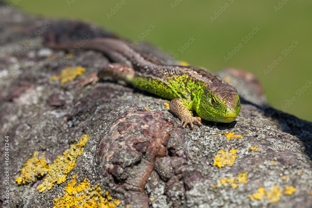 Obraz premium Male sand lizard in mating season on a tree covered with moss and lichen. Green Reptile shot close-up.Nimble green lizard ( Lacerta viridis, Lacerta agilis ) closeup, basking on a tree under the sun.