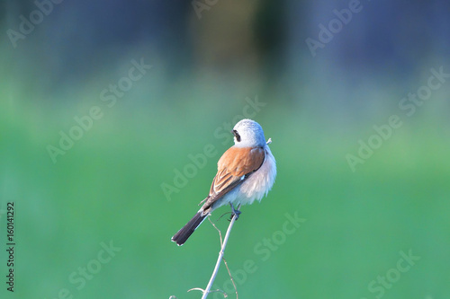 Red-backed shrike (Lanius collurio) adult male