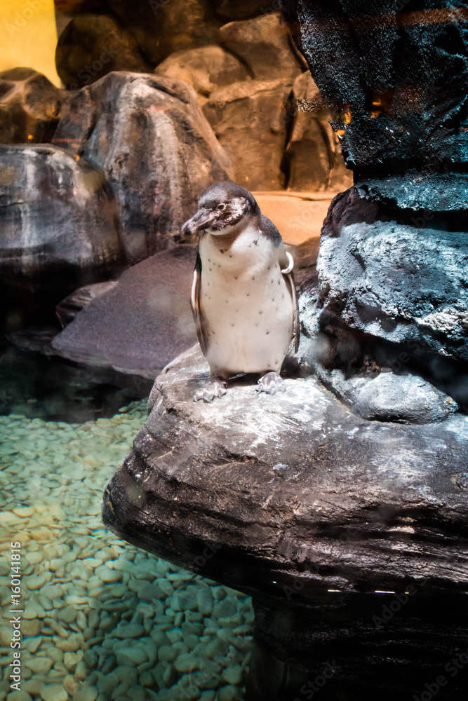 Obraz premium Tropical Penguin