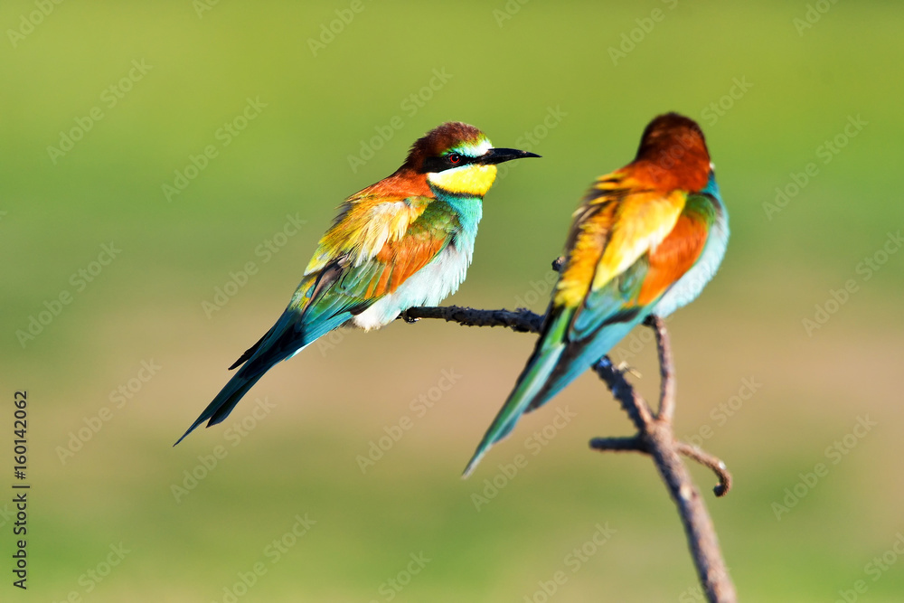Fototapeta premium Couple of European bee-eaters (Merops Apiaster) exchanging an insect as part of a mating ritual
