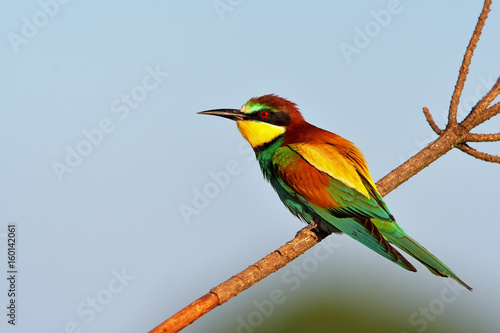 European bee-eater (Merops apiaster) in natural habitat © brszattila