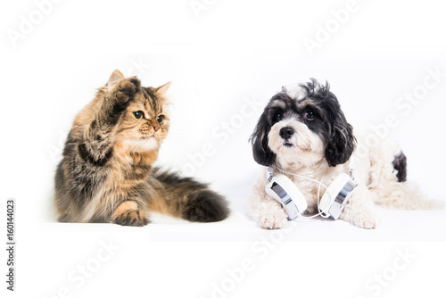 Cat and dog together in front of white background © pom669