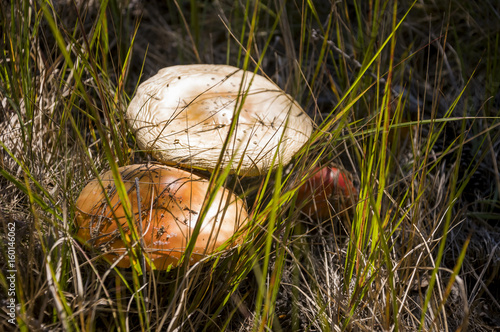 Amanita mushroom brown color in the meadow photo