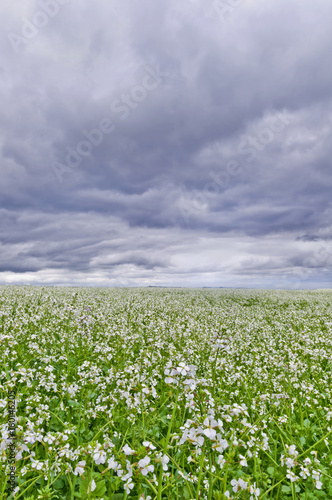Field of white flowers with storm clouds overhead/Field of white flowers with storm clouds above in vertical position