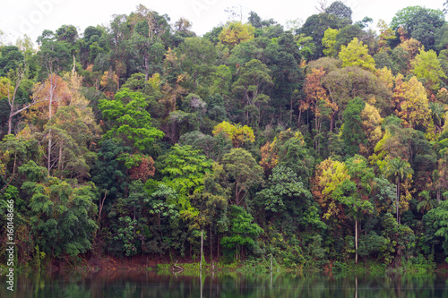 A submerged forest in Royal Belum Rainforest park - is believed to have been in existence for over 130 million years making it one of the world’s oldest rain-forests.