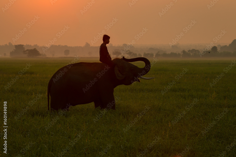 Fototapeta premium Thailand Elephant and man people silhouette on rice field morning time activity ivory elephant acting cheerful with mahout.