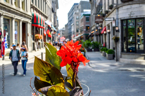 Photography Red flower on popular St Paul street in the Old Port