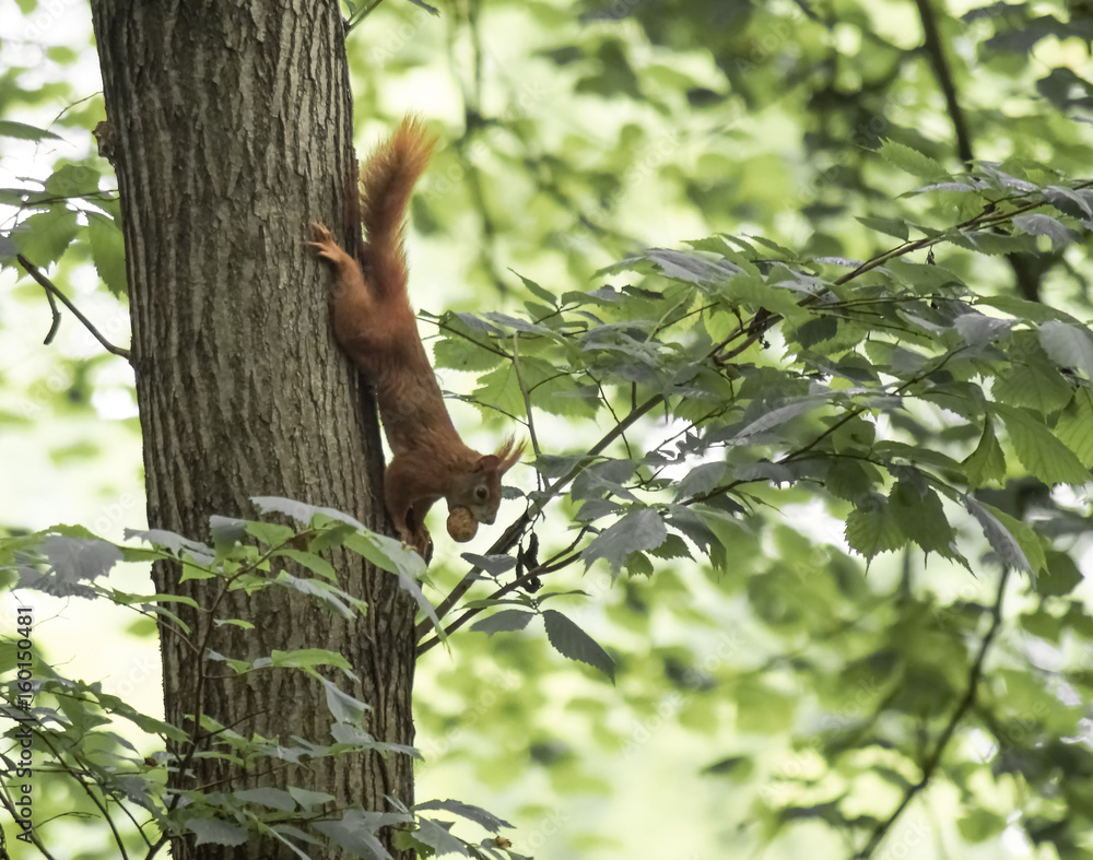 Obraz premium Eichhörnchen mit Nuss