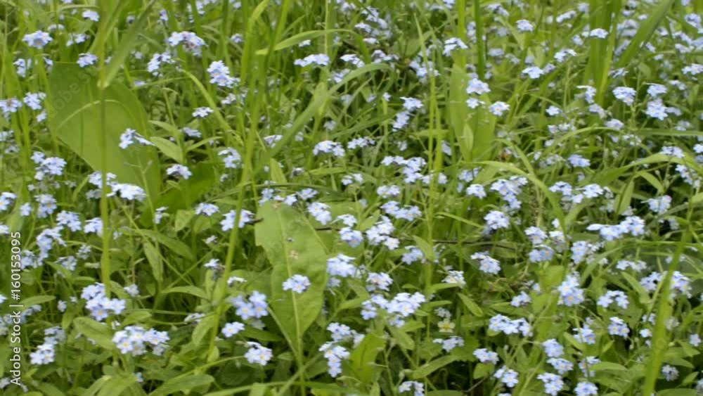 Forget-me-not flowers with green leaves in city park. Blooming wild fresh grass. Myosotis wildflower Forget-me-not flowers with green leaves in city park. Blooming wild fresh grass. Myosotis wildflower