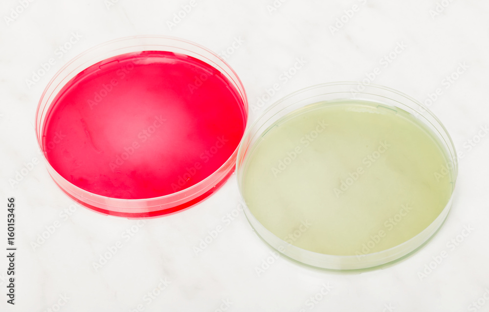 Petri dishes for medical research Petri dishes for medical research