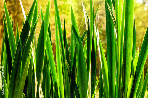 Swamp with reeds closeup in dawn light