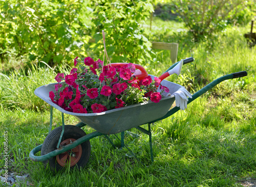 Beautiful summer background with red petunia flowers in hand cart in the garden