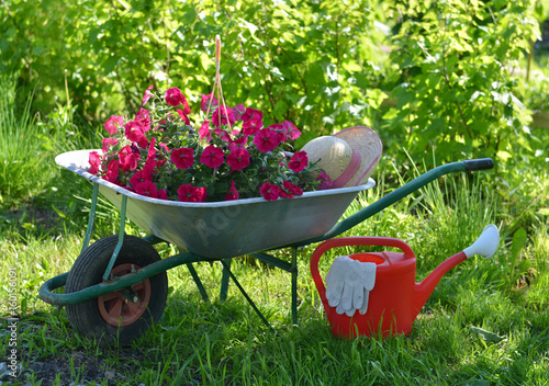 Summer background with petunia flowers in hand cart and watering can in sunny garden