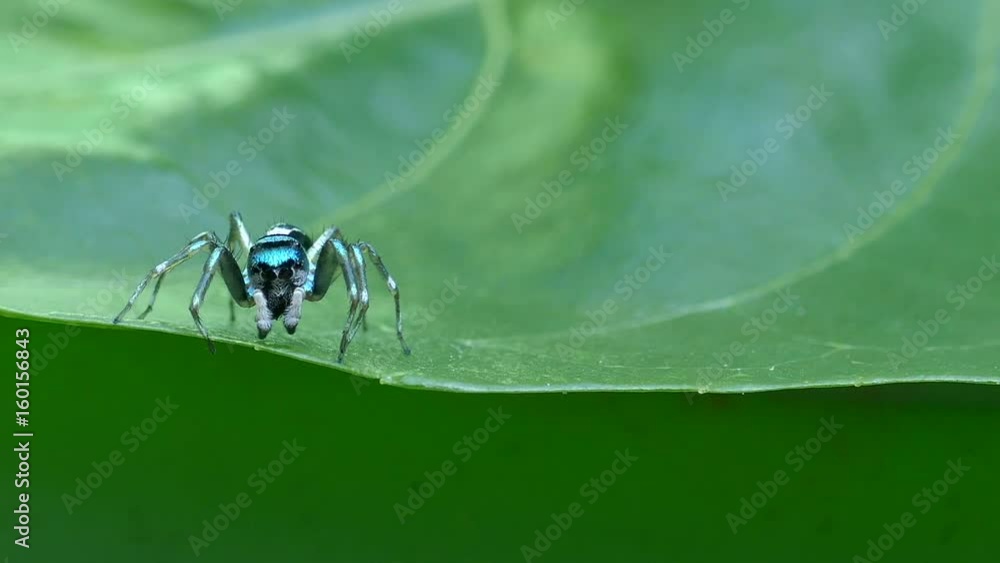 green Spider macro insect On the leaf naturally green Spider macro insect On the leaf naturally