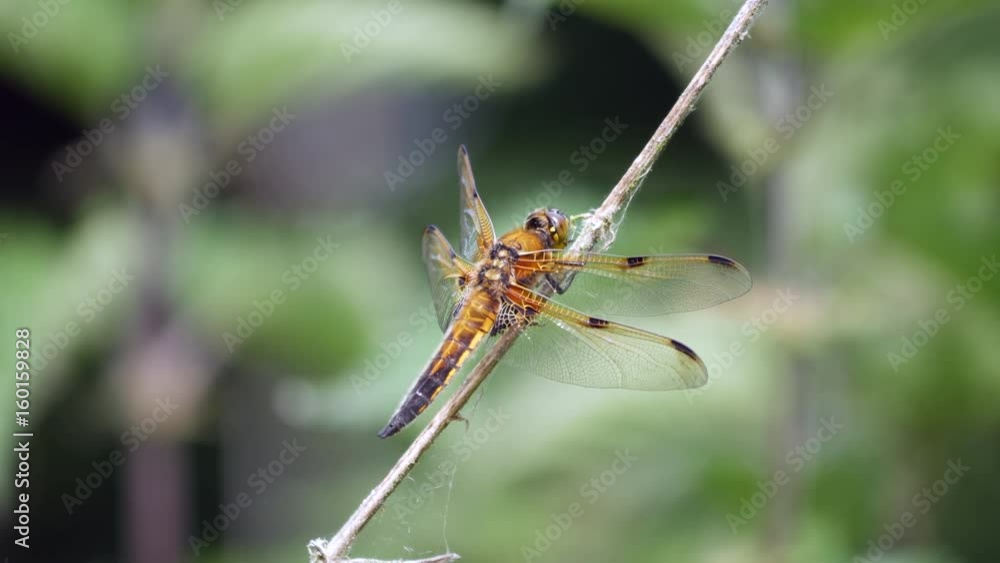 Four Spotted Chaser ( Libellula quadrimaculata ) on grass stem Four Spotted Chaser ( Libellula quadrimaculata ) on grass stem