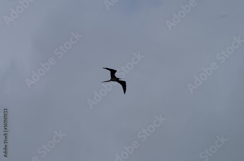 Oiseau dans le ciel