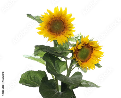 Fototapeta Naklejka Na Ścianę i Meble -  Sunflower isolated on white background
