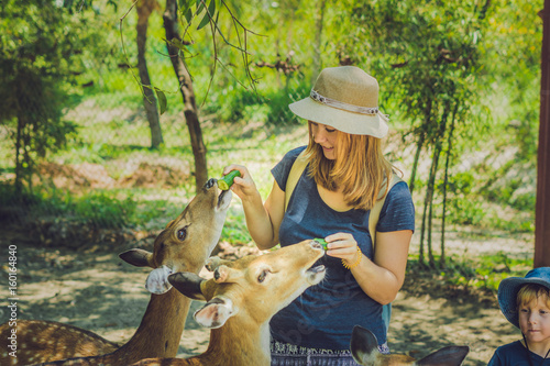 Mother and son feeding beautiful deer from hands in a tropical Zoo photo