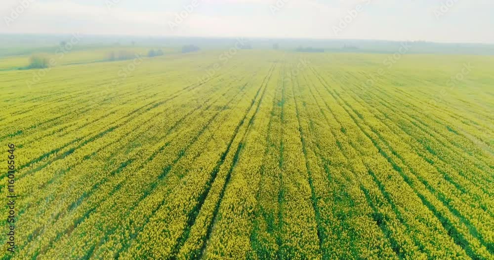 Aerial over a large yellow rapeseed field Aerial over a large yellow rapeseed field