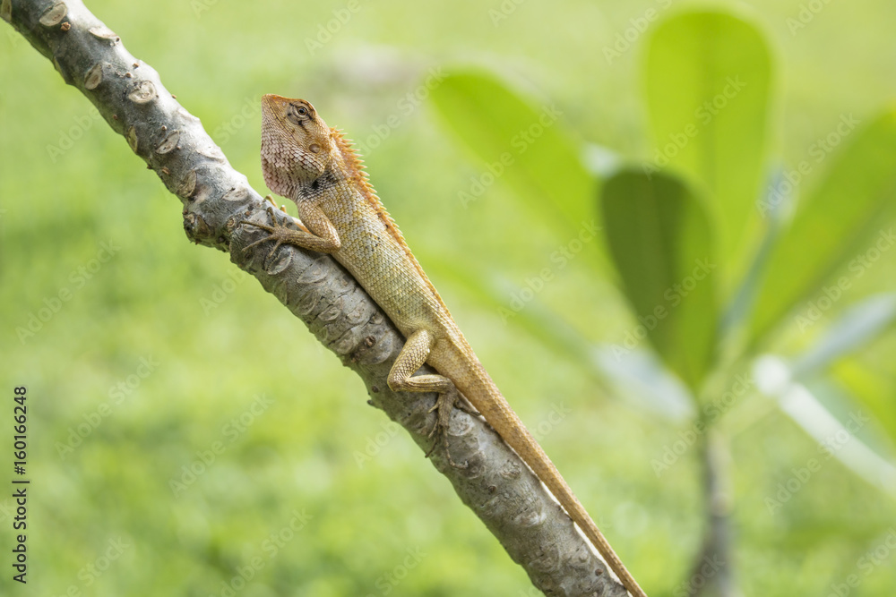 Angry orange lizzard in the sun on a tree with leaves and grass in the background, Koh Mook, Thailand Angry orange lizzard in the sun on a tree with leaves and grass in the background, Koh Mook, Thailand