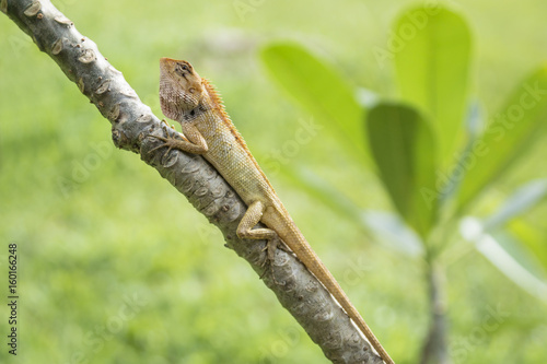 Angry orange lizzard in the sun on a tree with leaves and grass in the background, Koh Mook, Thailand