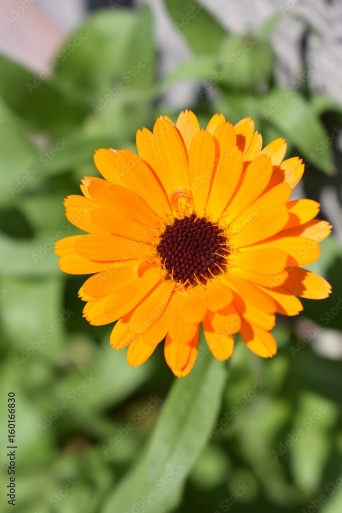 Ringelblume Ringelblume