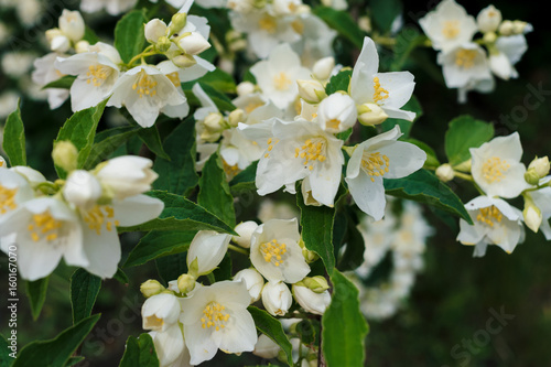 Jasmine white flowers and green leaves on bush in full blossom at summer park, floral background. Beautiful jasmin flowers in bloom