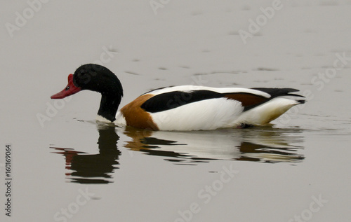 Tadorne de Belon,.Tadorna tadorna, Common Shelduck photo