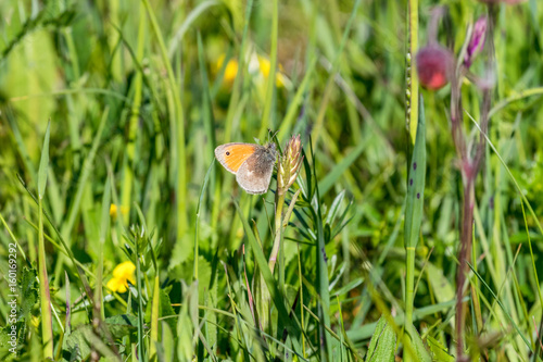 Small heath butterfly on a summer flower