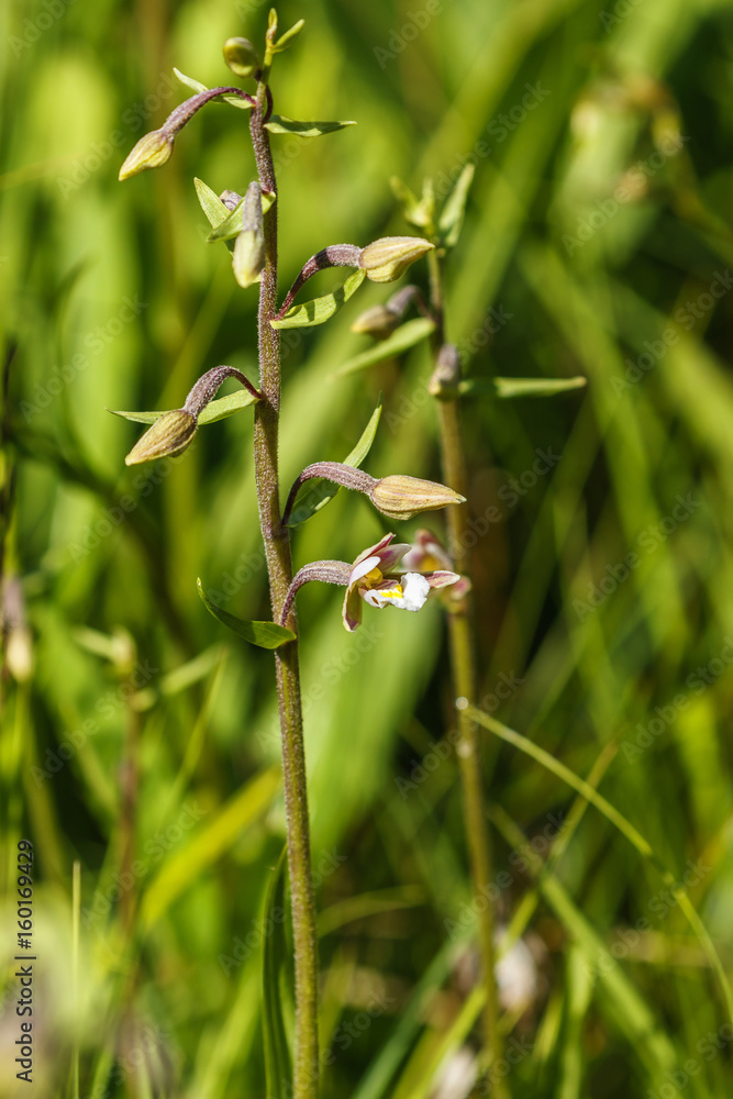 Marsh helleborine flowers on a summer meadow Marsh helleborine flowers on a summer meadow
