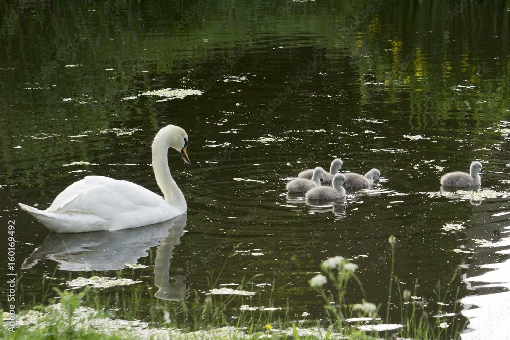 Swan swimming with five little swans Swan swimming with five little swans