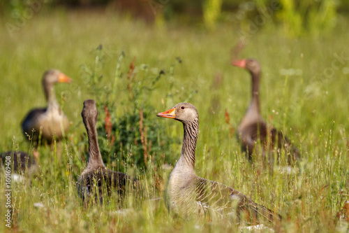 Flock of Greylag geese on a grassy meadow