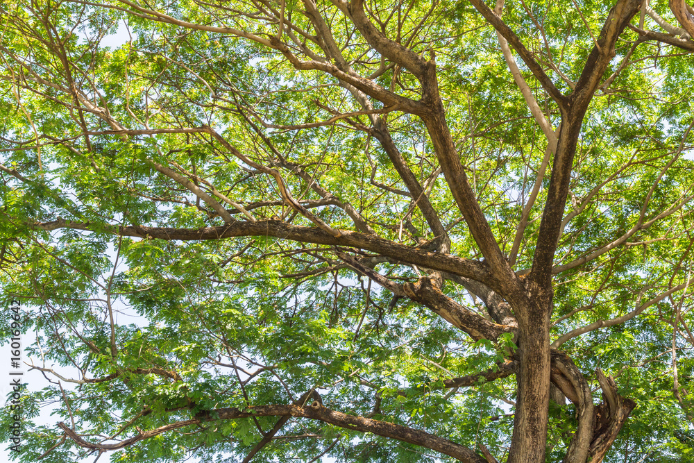 Fototapeta premium Big tree branches