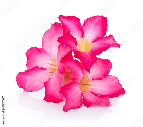 Pink Desert Rose Flower on white background