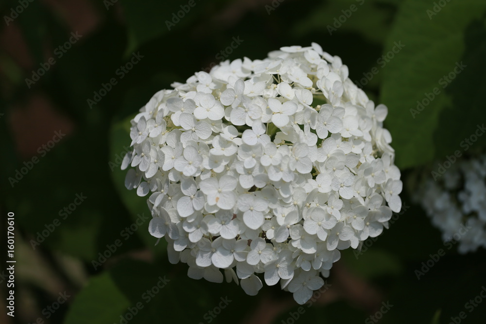 白色の紫陽花 白色の紫陽花
