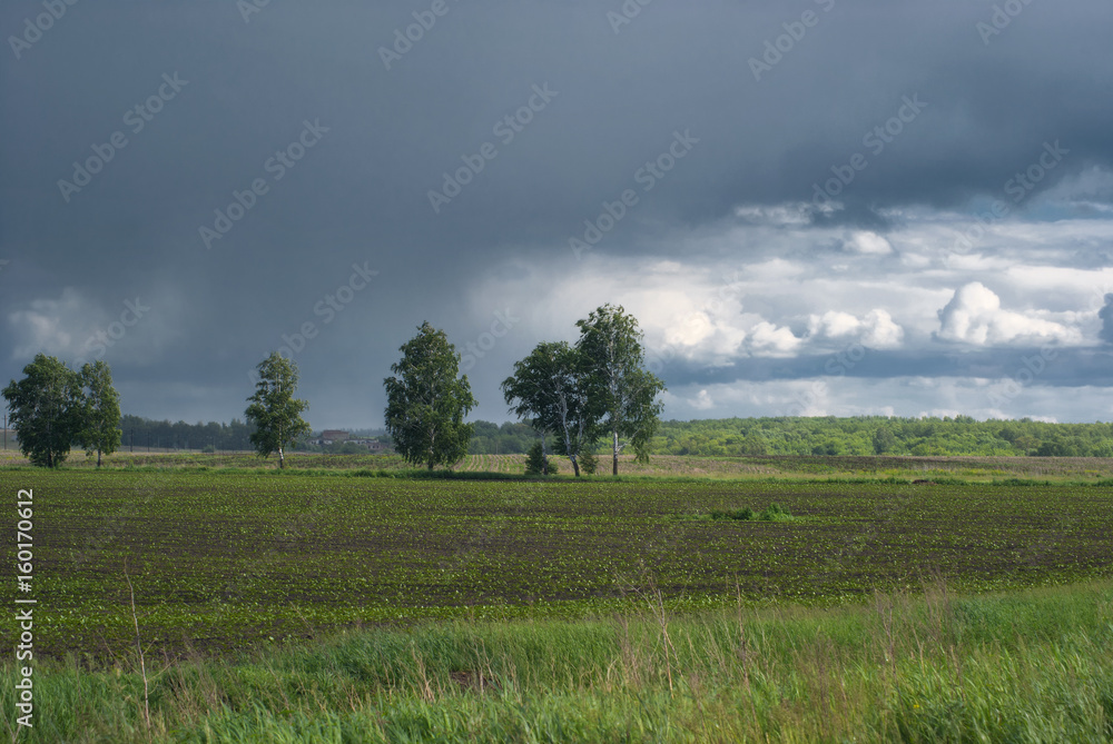 Lonely birches on agricultural fields under a rainy sky Lonely birches on agricultural fields under a rainy sky
