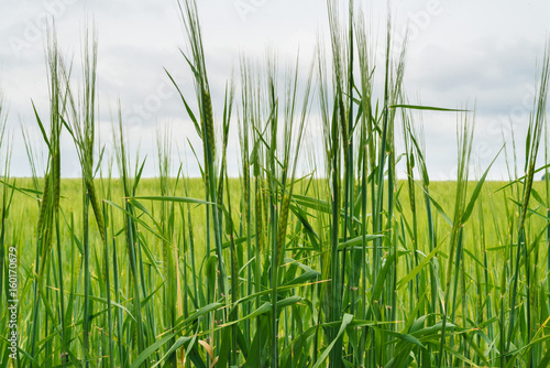 Green wheat field, beautiful sky with clouds, free space for text. Sunny agriculture landscape, background. Wheat field with green spikelets. Macro photo of green of wheat