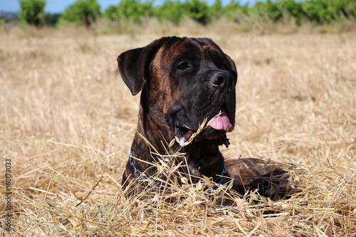 chien cane corso dans un champs de foin