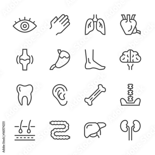 Set line icons of human organs