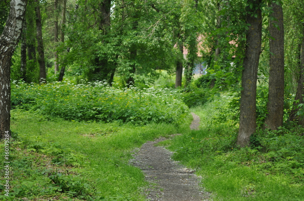 Fototapeta premium Droga w lesie
