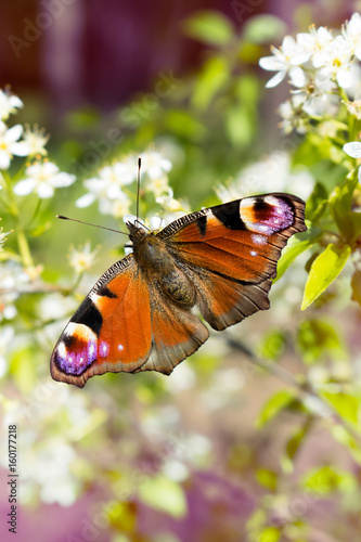 motyl pawie oko © Koletak