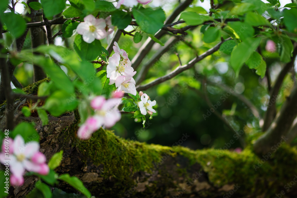 Obraz premium Apfelbaum